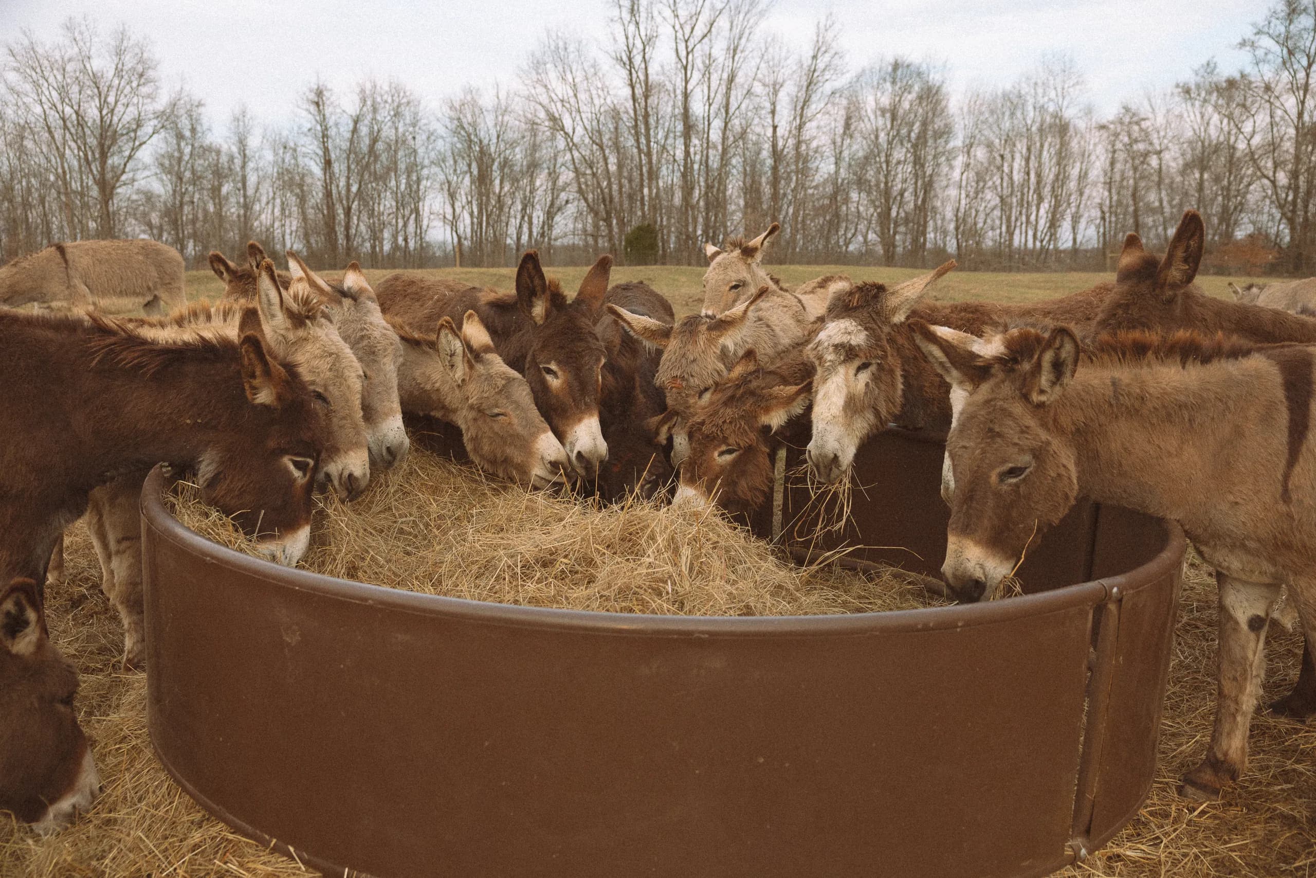 The herd crowded around a round-bale feeder